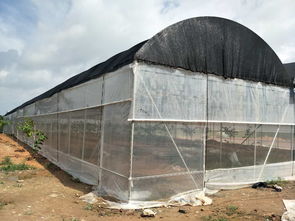福建蔬菜大棚廠家廣州芳誠溫室大棚工程公司