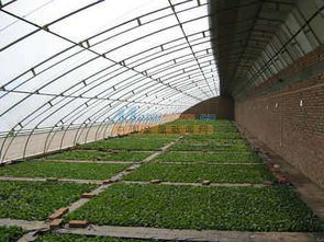 畜牧溫室大棚 耐用的溫室大棚推薦