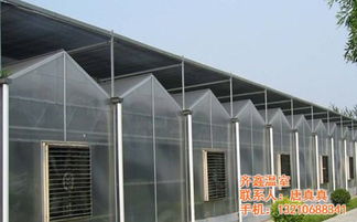 薄膜溫室大棚廠家,薄膜溫室大棚,齊鑫溫室園藝