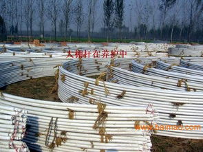 多功能陽光溫室大棚骨架 大棚骨架產品 鋼管鍍塑大棚,多功能陽光溫室大棚骨架 大棚骨架產品 鋼管鍍塑大棚生產廠家,多功能陽光溫室大棚骨架 大棚骨架產品 鋼管鍍塑大棚價格