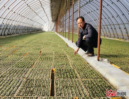 加快供應體系建立 河北新發地果蔬種植基地覆蓋河北省80 縣 市