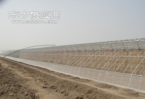 花卉日光溫室棚商家 花卉日光溫室棚 三義溫室工程 多圖