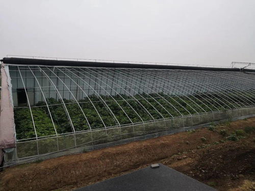 可持續(xù) 管長遠 經(jīng)濟發(fā)展區(qū)扶貧項目夯實穩(wěn)定脫貧基礎(chǔ)