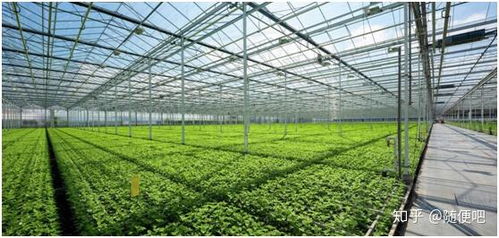 溫室大棚種植怎么選擇補光燈