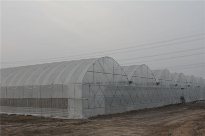 特價供應單體大棚 連棟大棚 蔬菜大棚 草莓大棚 葡萄大棚 日光溫室 玻璃溫室