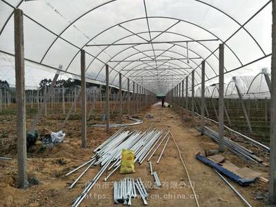 葡萄大棚價格 葡萄種植大棚 東莞葡萄大棚搭建