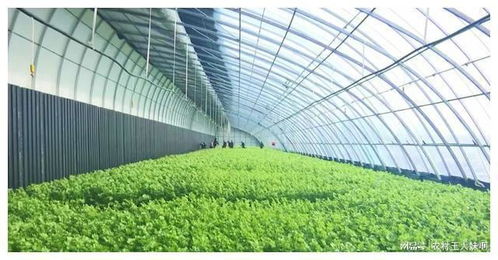 東北地域 溫室大棚發展的黃金地帶