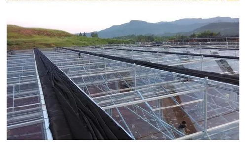 溫室大棚之北方人愛用的紋絡型溫室頂部覆蓋陽光板如何區分優劣