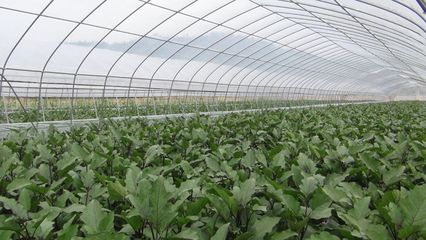 【廠家直銷弗雷迪牌大棚蔬菜種植防病害專家治理土壤重茬殺菌消毒劑】價格_廠家 - 中國供應商