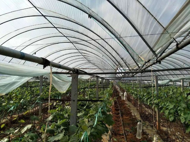 大棚葡萄園掛著吊瓶,咋回事啊?溫室大棚頂端開天窗改造技術升級了