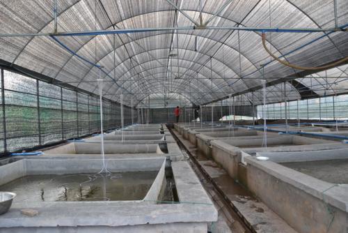 新聞 無錫大棚管無錫溫室大棚養殖大棚小龍蝦用大棚管