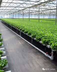 智能溫室大棚監控系統管理溫室有哪些優勢