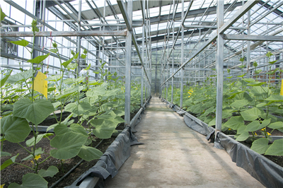 光伏照亮脫貧路 溫室大棚的雙重收益模式