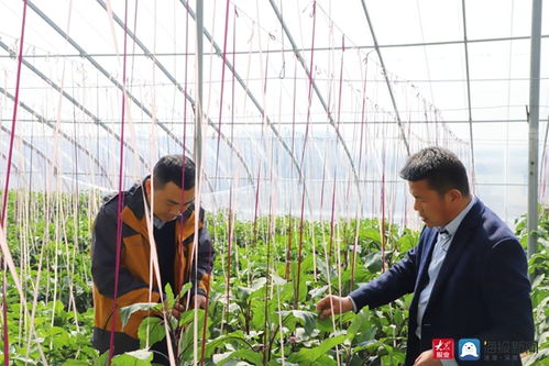 現代科技助力溫室大棚春管春耕——日照農技專家現場開講蔬菜管理