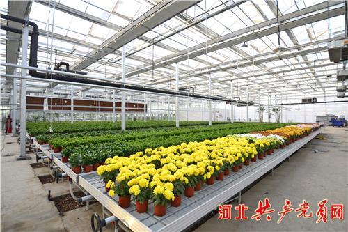 曲周縣優中選優培育新動能 溫室大棚引領創新發展綠色高質量發展